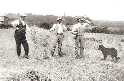 Farming the old way !